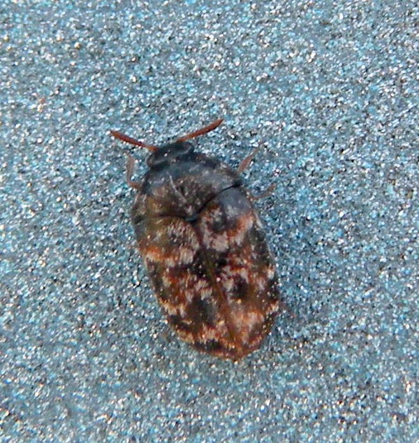 Dermestidae, Trogoderma sp.